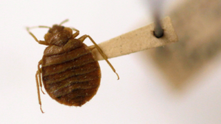 Oh Great, Bed Bugs Can Kill You